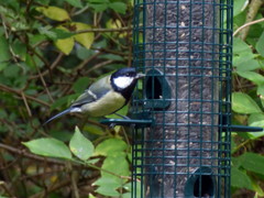 Parus major