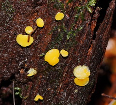 Pezizellaceae