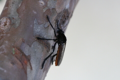 Archilestris magnificus