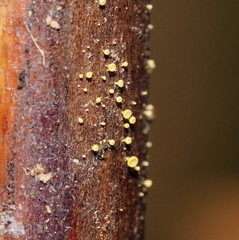 Lachnum pteridophyllum