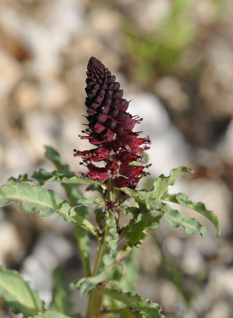 Dark Purple Loosestrife