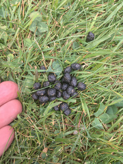 Oryctolagus cuniculus cuniculus