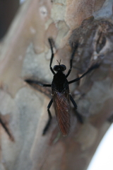 Archilestris magnificus