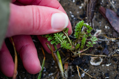 Potentilla paradoxa