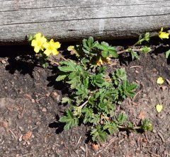 Potentilla pulcherrima