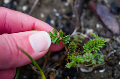 Potentilla paradoxa