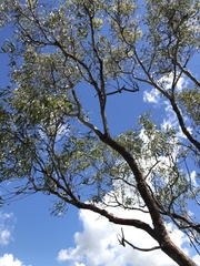 Corymbia erythrophloia