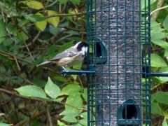 Periparus ater