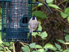 Periparus ater