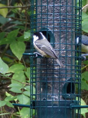 Periparus ater