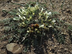 Astragalus scaberrimus