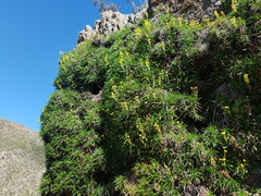 Calceolaria pinifolia