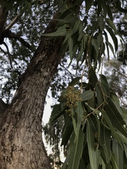 Eucalyptus raveretiana