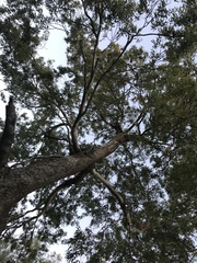 Eucalyptus raveretiana
