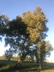 Eucalyptus raveretiana