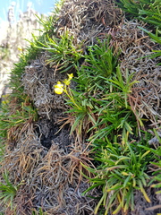 Calceolaria pinifolia