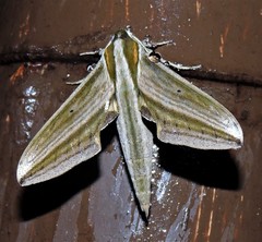 Xylophanes isaon