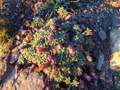 Trichocline dealbata