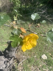 Fremontodendron