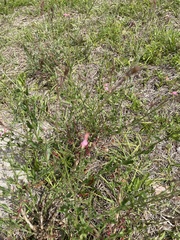 Oenothera simulans
