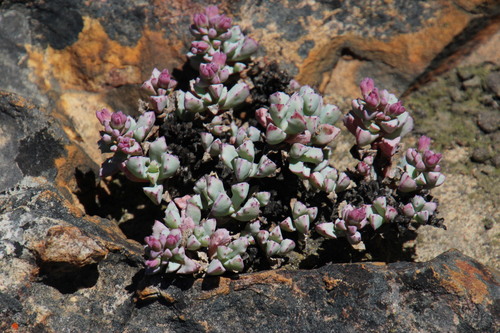 Oscularia marginata