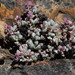 Lampranthus deltoides - Photo (c) Tony Rebelo, some rights reserved (CC BY-SA), uploaded by Tony Rebelo