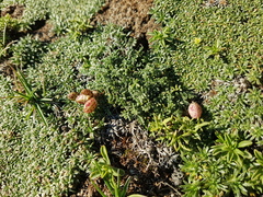 Astragalus arnottianus