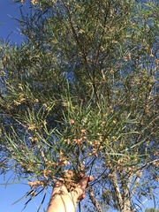 Dodonaea stenophylla