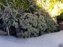 Oxalis erythrorrhiza