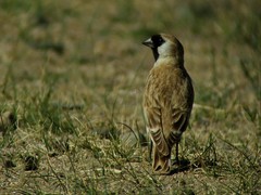 Montifringilla davidiana