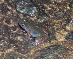 Crossodactylus