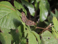 Pararge aegeria