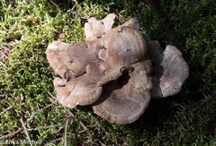 Sarcodon stereosarcinon