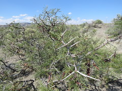 Prosopis alpataco