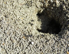 Pogonomyrmex brevibarbis