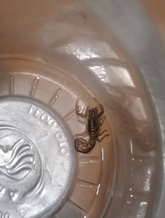 Centruroides limpidus