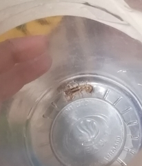 Centruroides limpidus