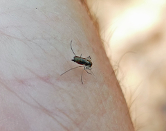 Aedes triseriatus