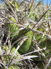 Maihueniopsis hickenii