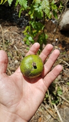 Olmediella betschleriana