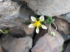 Caiophora pulchella