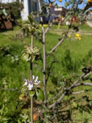 Salvia mellifera