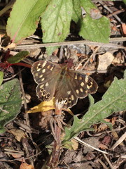 Pararge aegeria