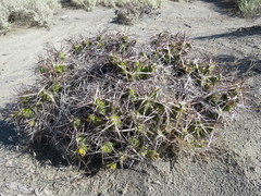 Maihueniopsis hickenii