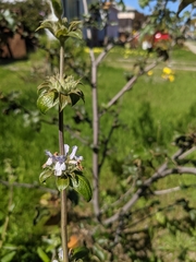 Salvia mellifera