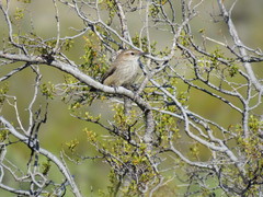 Ochetorhynchus phoenicurus