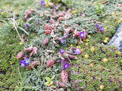 Astragalus arnottianus