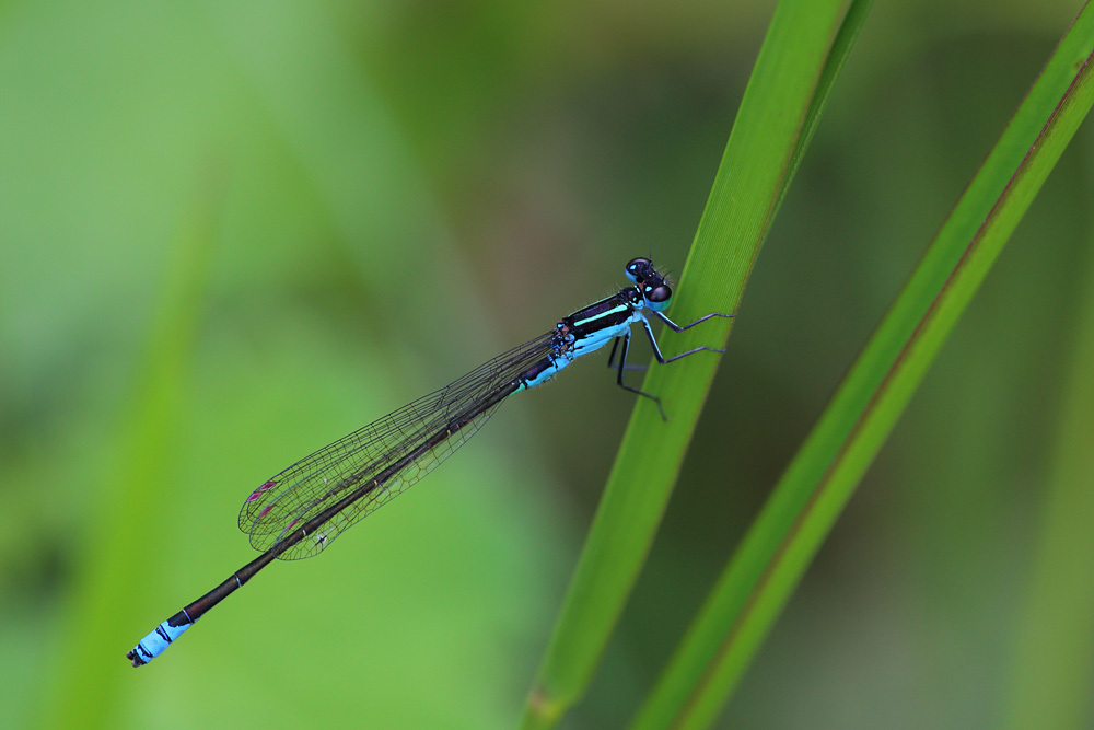 Red-spotted bluet