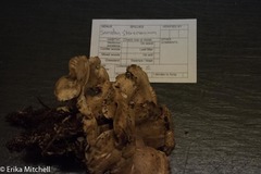 Sarcodon stereosarcinon