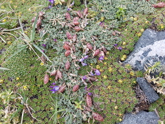 Astragalus arnottianus